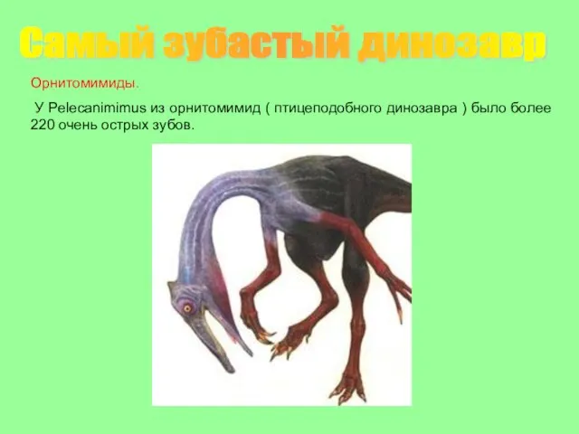 Самый зубастый динозавр Орнитомимиды. У Pelecanimimus из орнитомимид ( птицеподобного динозавра )