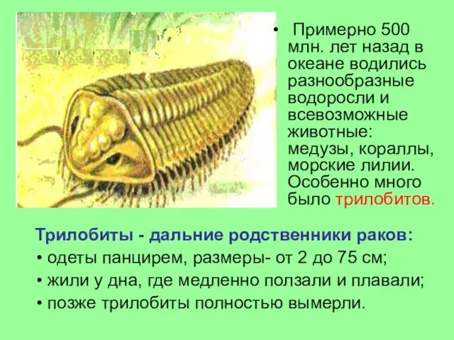 Примерно 500 млн. лет назад в океане водились разнообразные водоросли и всевозможные