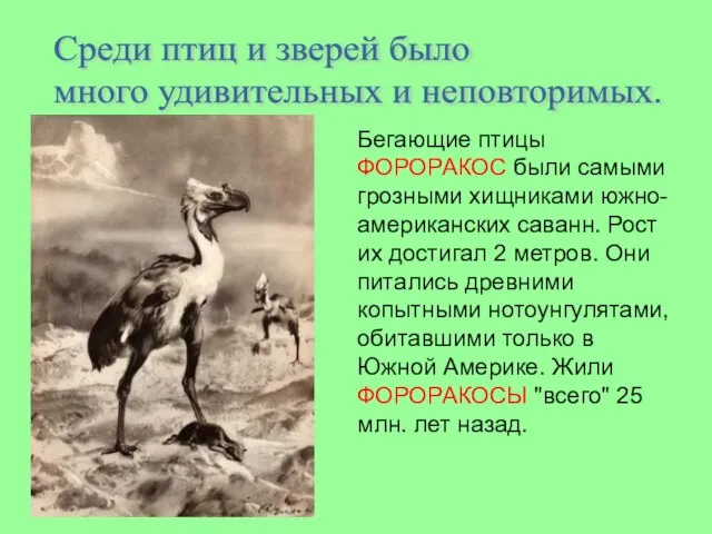 Среди птиц и зверей было много удивительных и неповторимых. Бегающие птицы ФОРОРАКОС