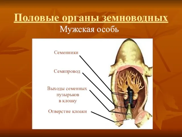 Половые органы земноводных Мужская особь Семенники Семяпровод Выходы семенных пузырьков в клоаку Отверстие клоаки