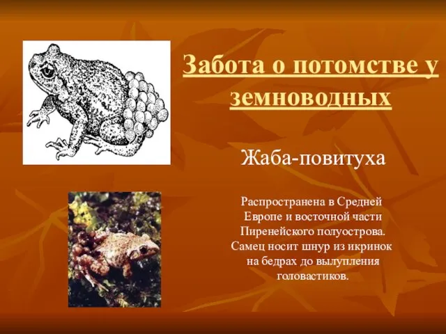 Жаба-повитуха Распространена в Средней Европе и восточной части Пиренейского полуострова. Самец носит
