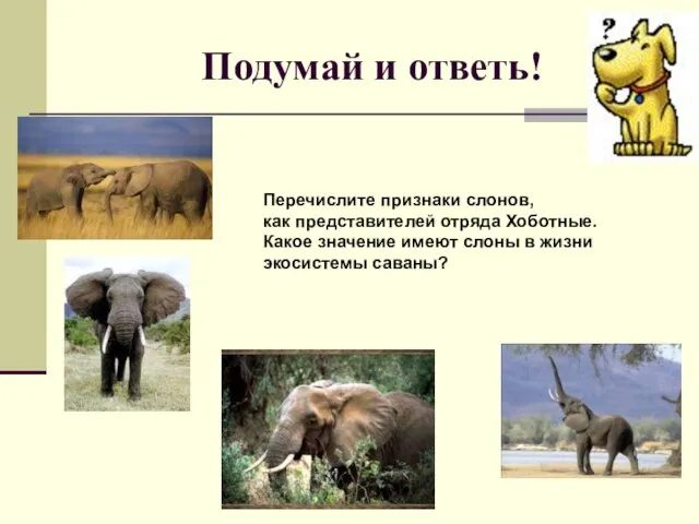 Подумай и ответь! Перечислите признаки слонов, как представителей отряда Хоботные. Какое значение