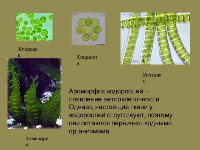 Ароморфоз водорослей - появление многоклеточности. Однако, настоящие ткани у водорослей отсутствуют, поэтому