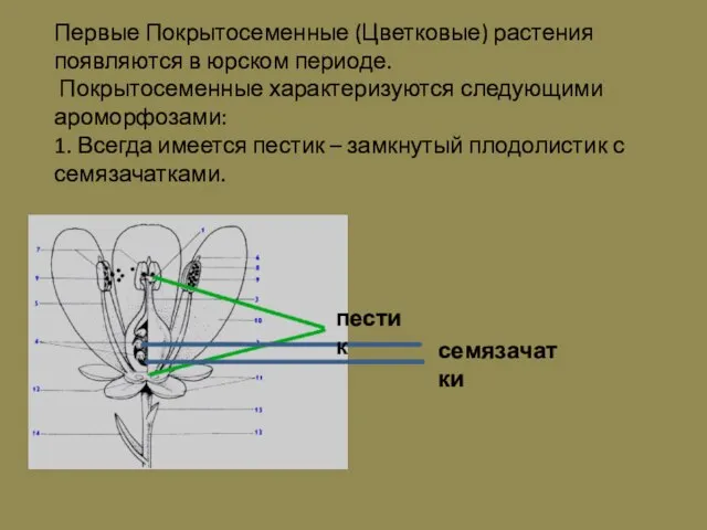 Первые Покрытосеменные (Цветковые) растения появляются в юрском периоде. Покрытосеменные характеризуются следующими ароморфозами: