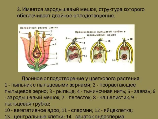 3. Имеется зародышевый мешок, структура которого обеспечивает двойное оплодотворение. Двойное оплодотворение у