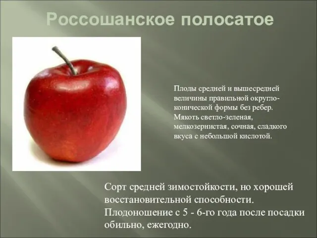 Россошанское полосатое Сорт средней зимостойкости, но хорошей восстановительной способности. Плодоношение с 5