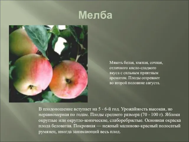 Мелба В плодоношение вступает на 5 - 6-й год. Урожайность высокая, но