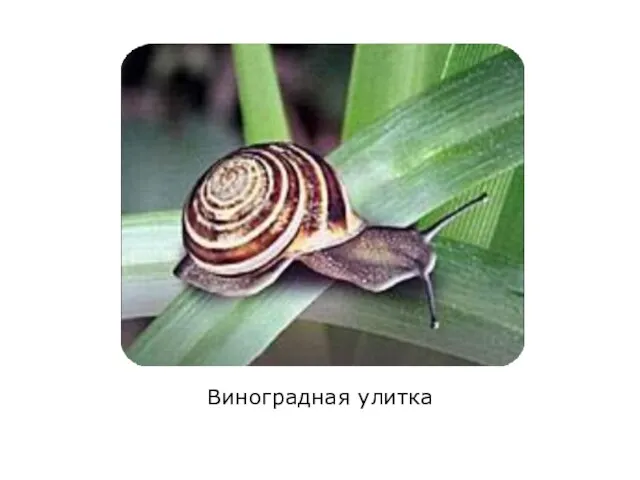 Виноградная улитка