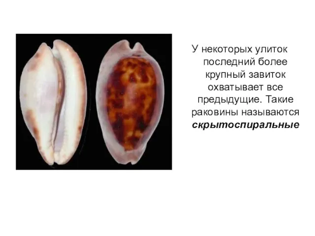 У некоторых улиток последний более крупный завиток охватывает все предыдущие. Такие раковины называются скрытоспиральные