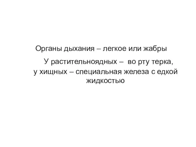 Органы дыхания – легкое или жабры У растительноядных – во рту терка,