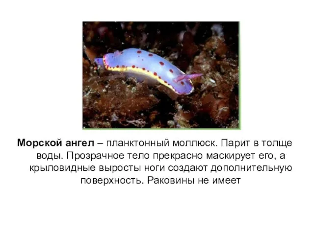 Морской ангел – планктонный моллюск. Парит в толще воды. Прозрачное тело прекрасно