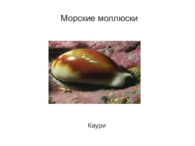 Морские моллюски Каури