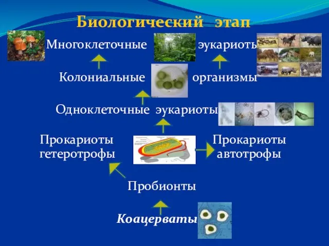 Биологический этап Многоклеточные эукариоты Колониальные организмы Одноклеточные эукариоты Прокариоты Прокариоты гетеротрофы автотрофы Пробионты Коацерваты