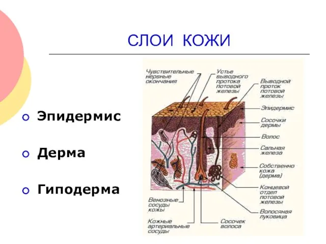 СЛОИ КОЖИ Эпидермис Дерма Гиподерма