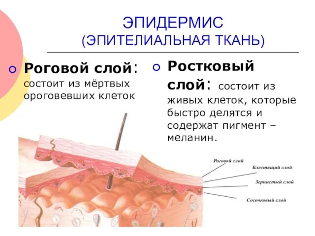 ЭПИДЕРМИС (ЭПИТЕЛИАЛЬНАЯ ТКАНЬ) Роговой слой: состоит из мёртвых ороговевших клеток Ростковый слой: