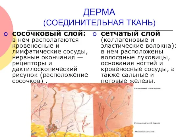 ДЕРМА (СОЕДИНИТЕЛЬНАЯ ТКАНЬ) сосочковый слой: в нем располагаются кровеносные и лимфатические сосуды,