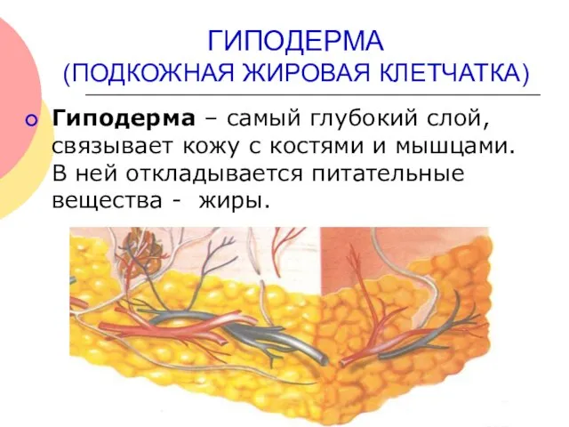 ГИПОДЕРМА (ПОДКОЖНАЯ ЖИРОВАЯ КЛЕТЧАТКА) Гиподерма – самый глубокий слой, связывает кожу с