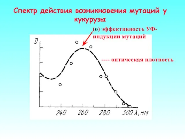 Спектр действия возникновения мутаций у кукурузы ---- оптическая плотность (о) эффективность УФ-индукции мутаций