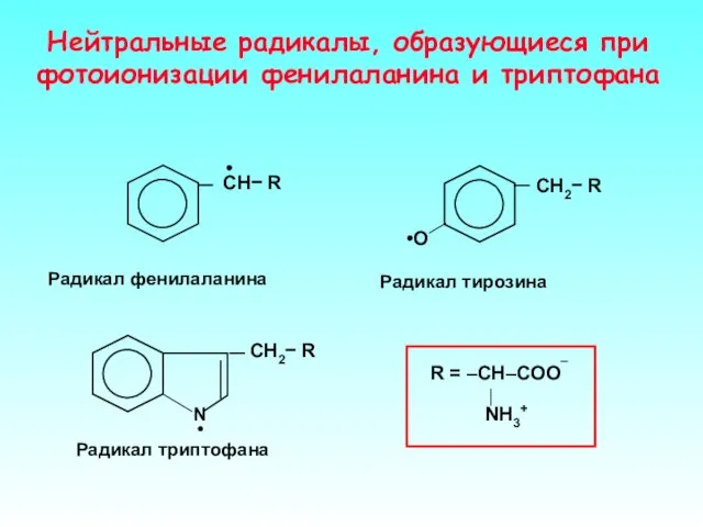 Нейтральные радикалы, образующиеся при фотоионизации фенилаланина и триптофана