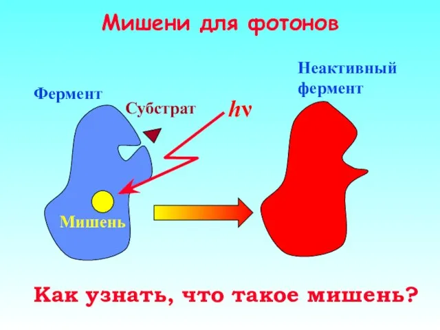 Мишени для фотонов Как узнать, что такое мишень?