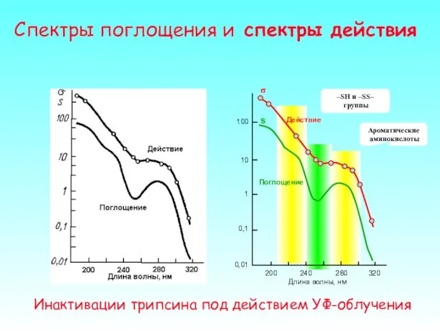 Спектры поглощения и спектры действия Длина волны, нм 100 10 1 0,1