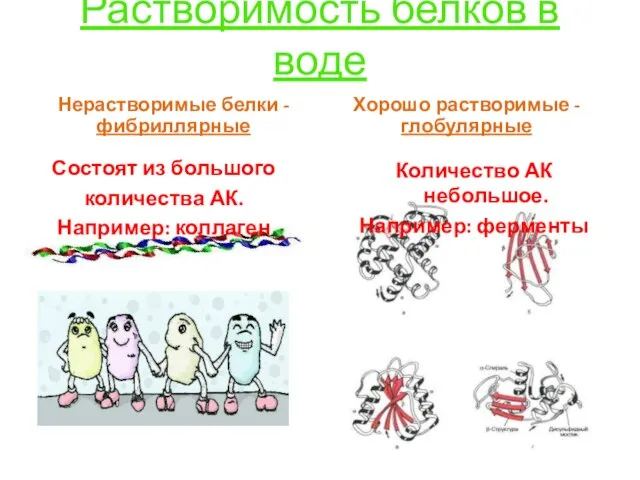 Растворимость белков в воде Нерастворимые белки - фибриллярные Состоят из большого количества