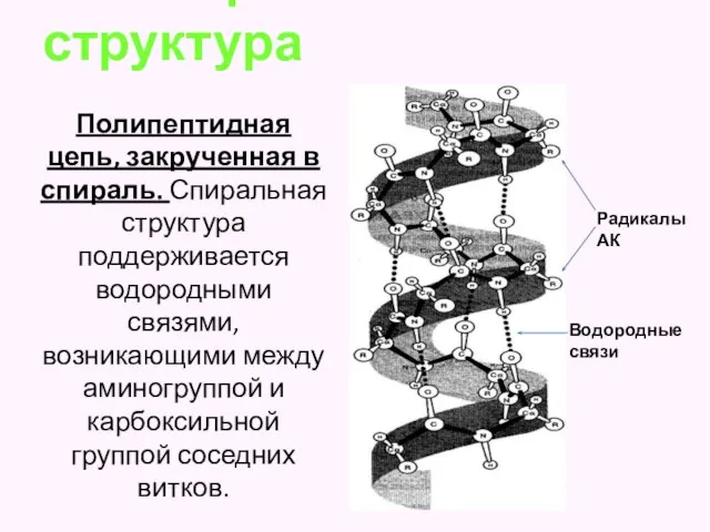 Вторичная структура Полипептидная цепь, закрученная в спираль. Спиральная структура поддерживается водородными связями,