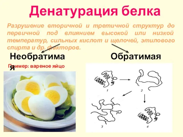 Денатурация белка . Пример: вареное яйцо . Разрушение вторичной и третичной структур