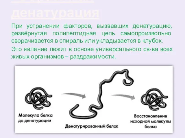 Обратимая денатурация . При устранении факторов, вызвавших денатурацию, развёрнутая полипептидная цепь самопроизвольно