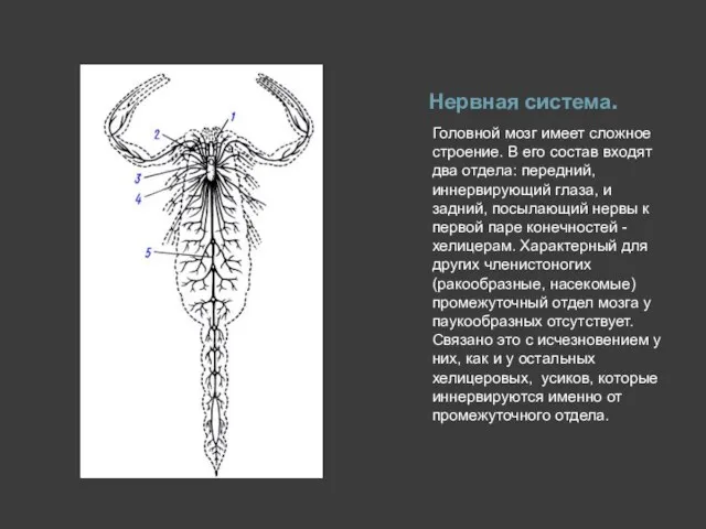 Нервная система. Головной мозг имеет сложное строение. В его состав входят два