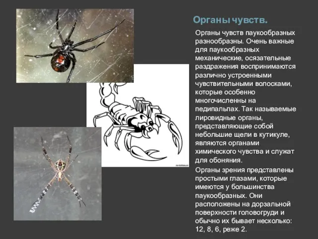 Органы чувств. Органы чувств паукообразных разнообразны. Очень важные для паукообразных механические, осязательные