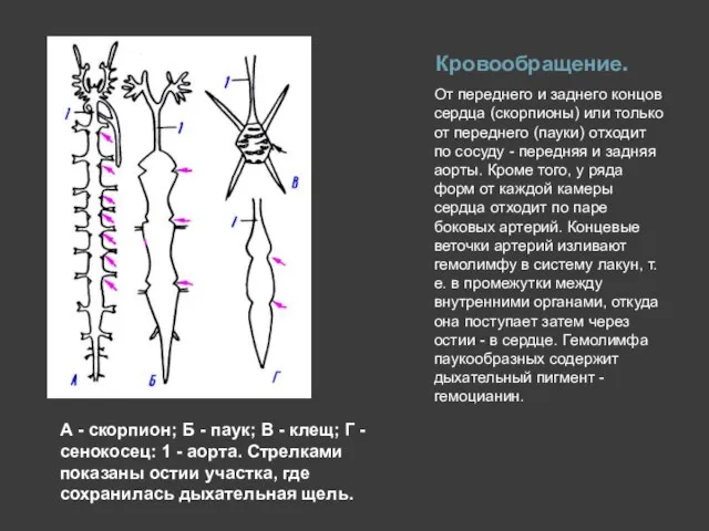 Кровообращение. От переднего и заднего концов сердца (скорпионы) или только от переднего