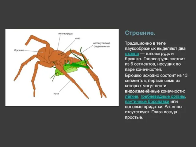 Строение. Традиционно в теле паукообразных выделяют два отдела — головогрудь и брюшко.