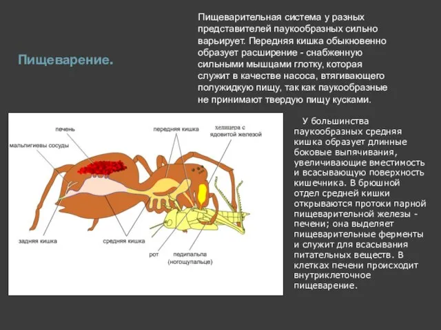 Пищеварение. Пищеварительная система у разных представителей паукообразных сильно варьирует. Передняя кишка обыкновенно