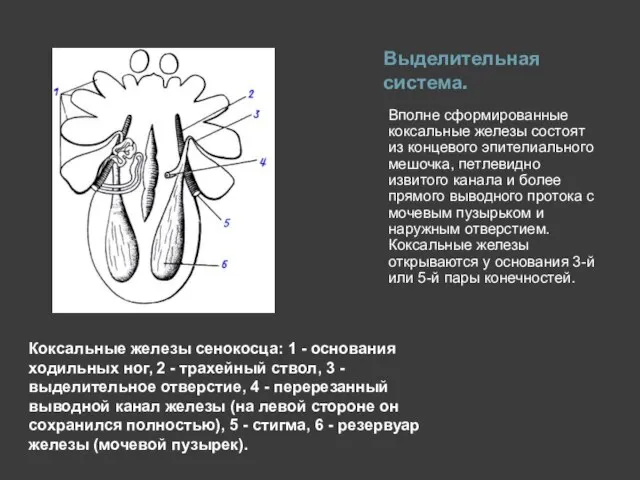 Выделительная система. Вполне сформированные коксальные железы состоят из концевого эпителиального мешочка, петлевидно