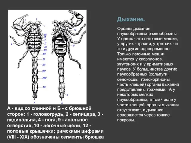 Дыхание. Органы дыхания паукообразных разнообразны. У одних - это легочные мешки, у