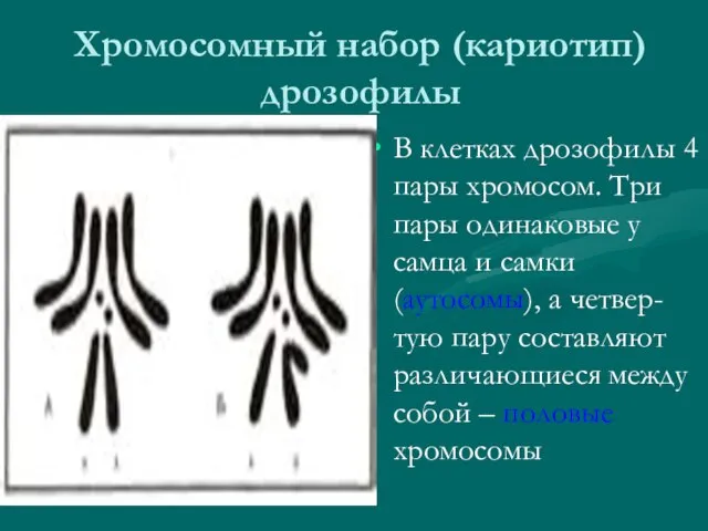 Хромосомный набор (кариотип) дрозофилы В клетках дрозофилы 4 пары хромосом. Три пары