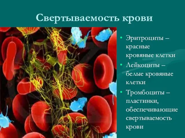 Свертываемость крови Эритроциты –красные кровяные клетки Лейкоциты – белые кровяные клетки Тромбоциты