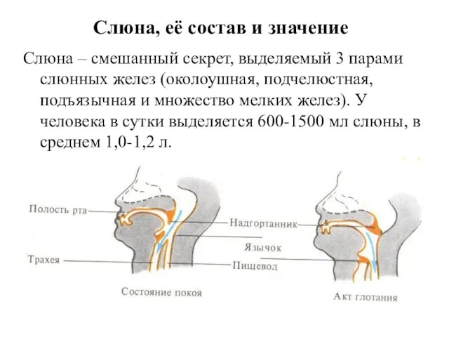 Слюна, её состав и значение Слюна – смешанный секрет, выделяемый 3 парами