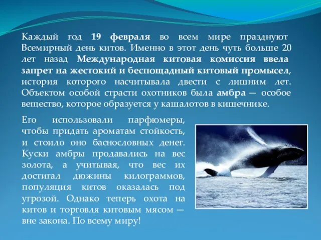 Каждый год 19 февраля во всем мире празднуют Всемирный день китов. Именно