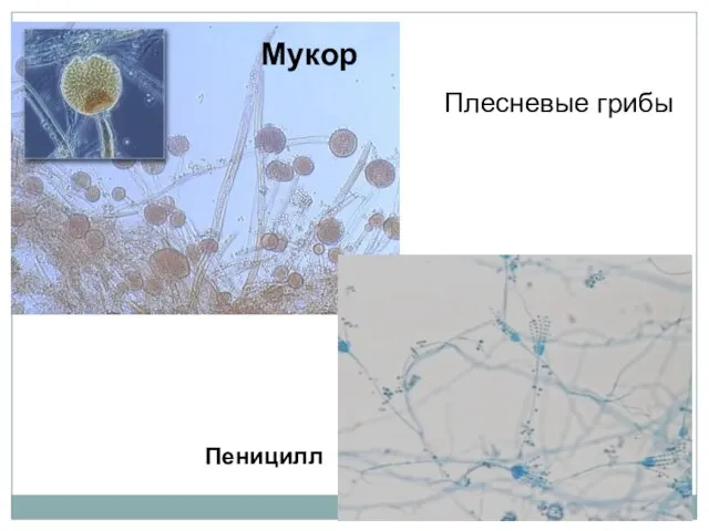 Мукор Пеницилл Плесневые грибы