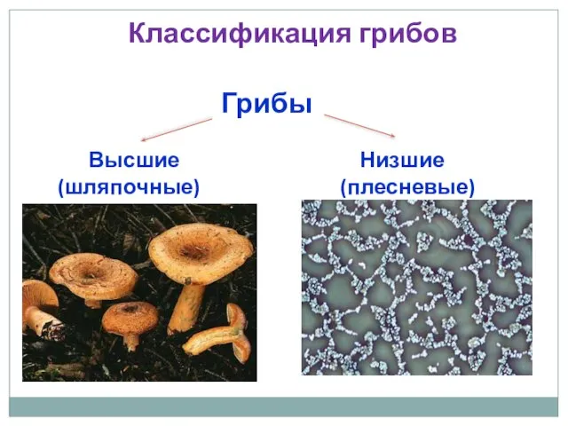 Грибы Высшие Низшие (шляпочные) (плесневые) Классификация грибов