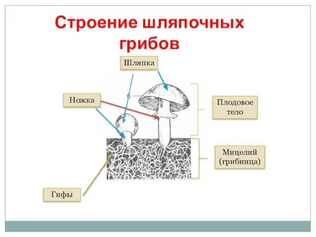 Шляпка Ножка Плодовое тело Мицелий (грибница) Гифы Строение шляпочных грибов