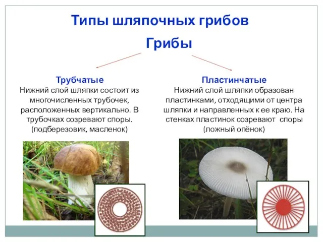 Типы шляпочных грибов Грибы Трубчатые Нижний слой шляпки состоит из многочисленных трубочек,