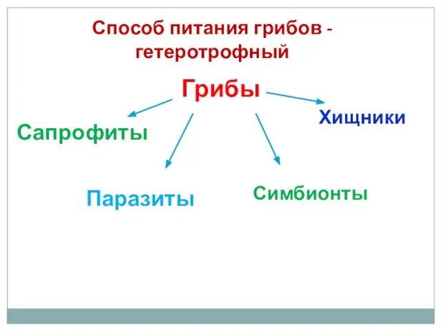 Способ питания грибов - гетеротрофный Грибы Сапрофиты Паразиты Симбионты Хищники