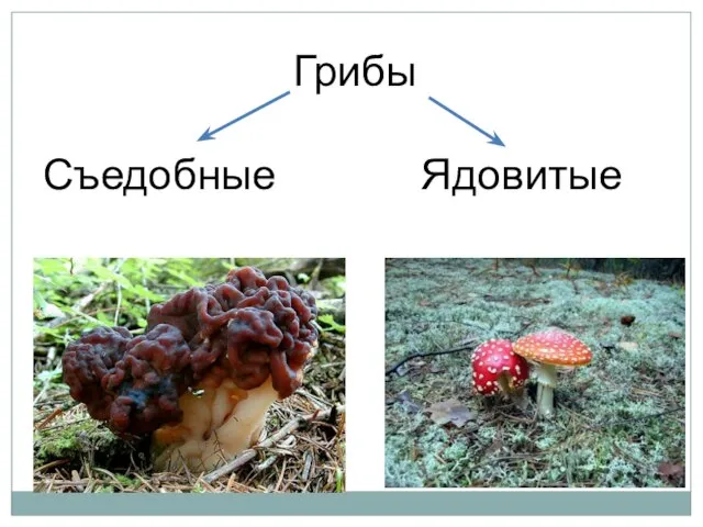 Грибы Съедобные Ядовитые