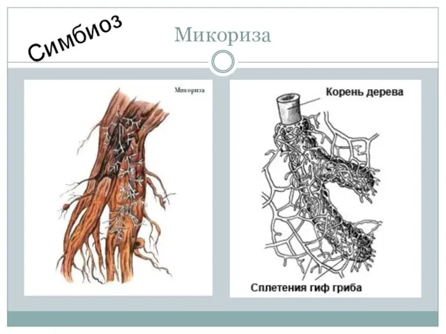 Микориза Симбиоз