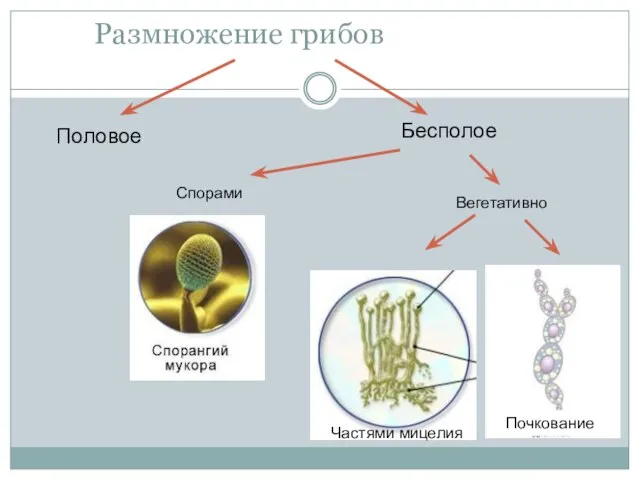 Размножение грибов Половое Бесполое Спорами Вегетативно Частями мицелия Почкование