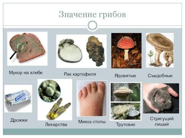 Значение грибов Мукор на хлебе Рак картофеля Ядовитые Съедобные Дрожжи Лекарства Микоз стопы Трутовик Стригущий лишай