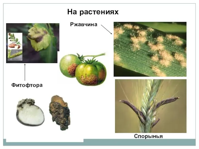 Фитофтора Ржавчина Спорынья На растениях